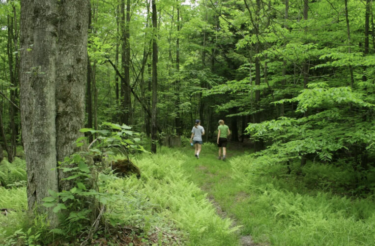 Critics fear Trump admin’s logging order will harm mature trees, endangered species at Pa.’s only national forest